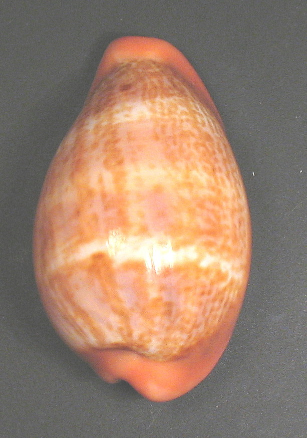 Cypraeidae del Mediterraneo